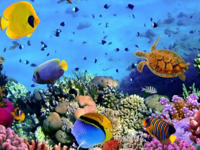 海洋回收塑料的定義和分類是什么？